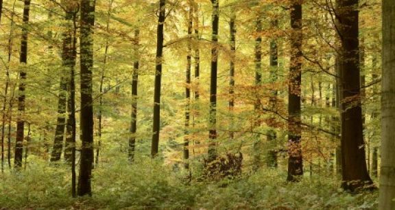 Investissements dans les for&ecirc;ts : un march&eacute; en pleine forme !