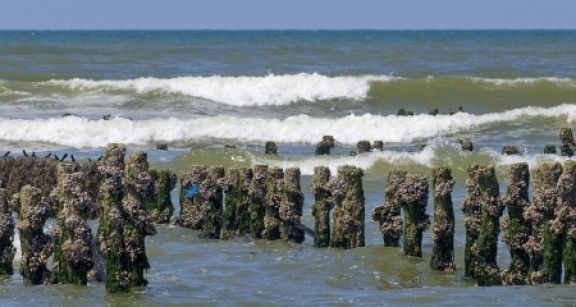 Les activit&eacute;s conchylicoles et les cultures marines sous protection !