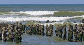 Les activit&eacute;s conchylicoles et les cultures marines sous protection !