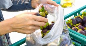 Commer&ccedil;ants : les sacs plastique interdits en 2016 !