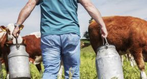 Mise &agrave; disposition de parcelles : gare &agrave; la requalification en bail rural !