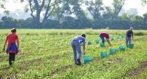 Combien y a-t-il d’associations agricoles employeuses ?