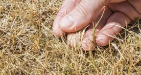 Conditions de l’indemnisation des pertes de fourrage dues &agrave; la s&eacute;cheresse 2018