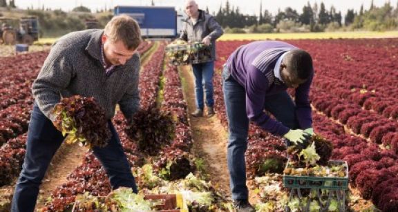 Covid-19 : des conseils de s&eacute;curit&eacute; pour les employeurs agricoles