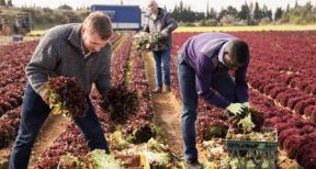 Covid-19 : des conseils de s&eacute;curit&eacute; pour les employeurs agricoles