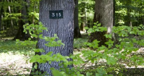 Le march&eacute; des for&ecirc;ts reste dynamique