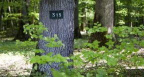 Le march&eacute; des for&ecirc;ts reste dynamique