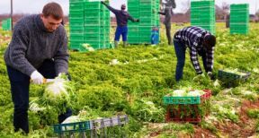 Travailleurs agricoles &eacute;trangers : un retour en France sous conditions