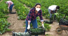 Une « aide pr&eacute;vention Covid » pour le secteur agricole