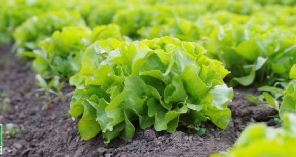 Quand un bail rural pr&eacute;voit que les terres seront cultiv&eacute;es selon des m&eacute;thodes agrobiologiques