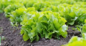 Quand un bail rural pr&eacute;voit que les terres seront cultiv&eacute;es selon des m&eacute;thodes agrobiologiques