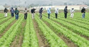 Travailleurs occasionnels agricoles : 2 ans de sursis pour l’exon&eacute;ration sp&eacute;cifique !