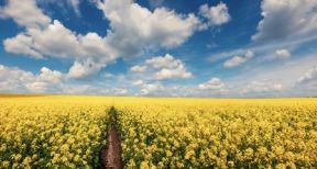 Agriculteurs : les aides &agrave; la production d’esp&egrave;ces riches en prot&eacute;ines bient&ocirc;t disponibles