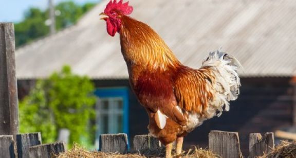 Les bruits et les odeurs de la campagne sont prot&eacute;g&eacute;s !