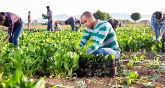Travailleurs agricoles occasionnels : renonciation &agrave; l’exon&eacute;ration de cotisations d’ici fin mars