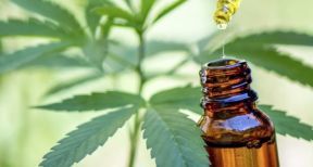 L’exp&eacute;rimentation de cannabis m&eacute;dical franchit une premi&egrave;re &eacute;tape