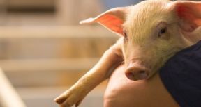 &Eacute;leveurs : d&eacute;signation d’un r&eacute;f&eacute;rent bien-&ecirc;tre animal