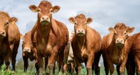 &Eacute;leveurs bovins, porcins et laitiers : exemption de l’obligation de contractualisation
