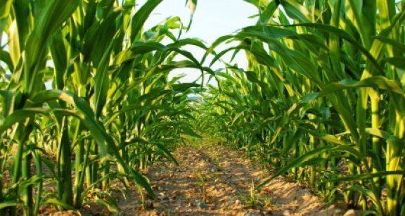 Agriculture biologique : du nouveau pour le cr&eacute;dit d’imp&ocirc;t !