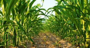 Agriculture biologique : du nouveau pour le cr&eacute;dit d’imp&ocirc;t !