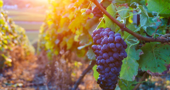 FCN Vin&eacute;a - Une offre de services d&eacute;di&eacute;e aux viticulteurs