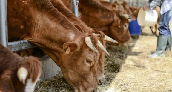 &Eacute;leveurs bovins : revalorisation du montant des aides 2021