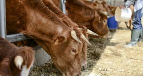 &Eacute;leveurs bovins : revalorisation du montant des aides 2021