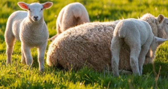 &Eacute;leveurs : la mention de l’origine des viandes se g&eacute;n&eacute;ralise