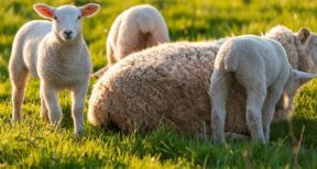 &Eacute;leveurs : la mention de l’origine des viandes se g&eacute;n&eacute;ralise