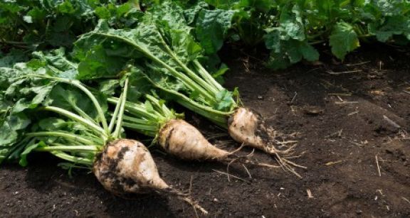Producteurs de betteraves sucri&egrave;res : utilisation de semences trait&eacute;es aux n&eacute;onicotino&iuml;des