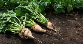 Producteurs de betteraves sucri&egrave;res : utilisation de semences trait&eacute;es aux n&eacute;onicotino&iuml;des