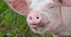 &Eacute;leveurs de porcs : un report de cotisations sociales pour faire face &agrave; la crise