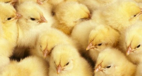 Aviculteurs : interdiction du broyage des poussins m&acirc;les
