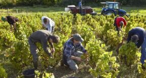 Travailleurs agricoles occasionnels : une option pour la r&eacute;duction Fillon d’ici fin mars