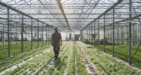 Plan de r&eacute;silience : des aides pour soutenir l’agriculture