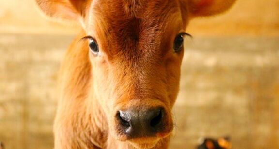 &Eacute;leveurs de bovins : aides aux veaux sous la m&egrave;re et aux veaux bio 2021