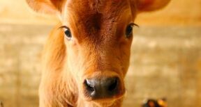 &Eacute;leveurs de bovins : aides aux veaux sous la m&egrave;re et aux veaux bio 2021