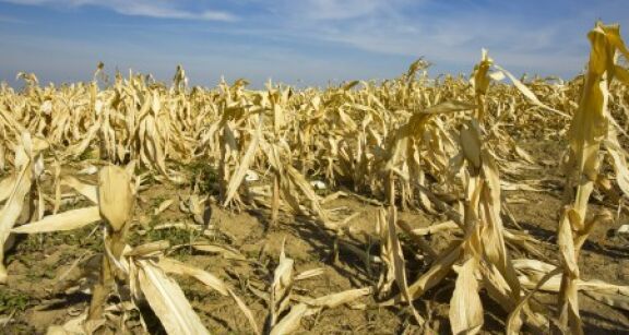 Agriculture : un nouveau r&eacute;gime pour l’assurance r&eacute;colte