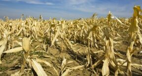 Agriculture : un nouveau r&eacute;gime pour l’assurance r&eacute;colte