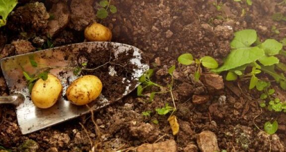 Toutes cultures : quelles sont les cultures non-attractives pour les pollinisateurs ?