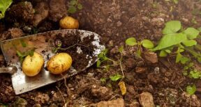 Toutes cultures : quelles sont les cultures non-attractives pour les pollinisateurs ?