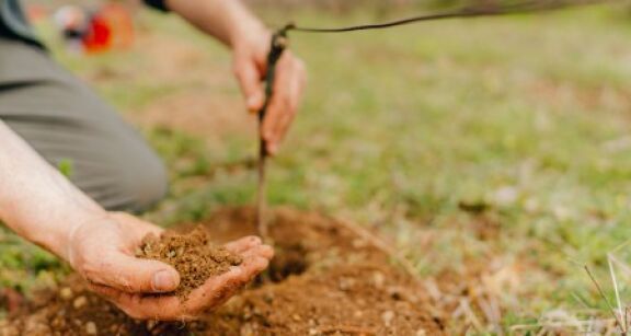 Viticulteurs : autorisations de plantations nouvelles pour 2022
