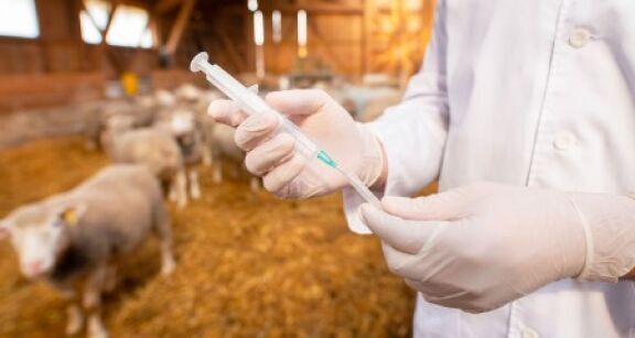 &Eacute;leveurs : l’importation de viandes aux antibiotiques de croissance est interdite