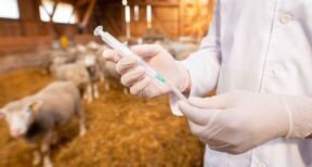 &Eacute;leveurs : l’importation de viandes aux antibiotiques de croissance est interdite