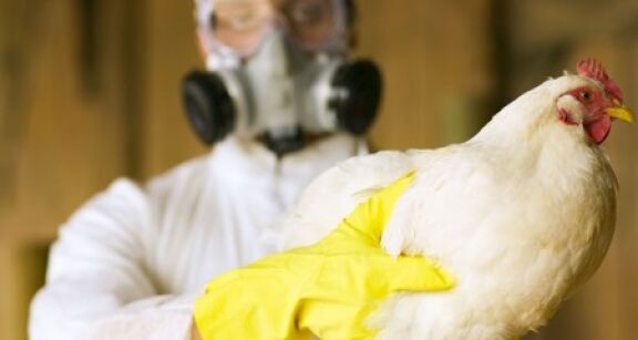 Aviculteurs : indemnisation des pertes dues &agrave; la grippe aviaire