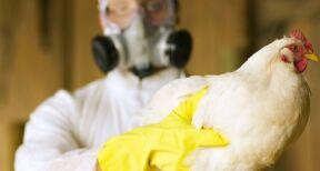 Aviculteurs : indemnisation des pertes dues &agrave; la grippe aviaire