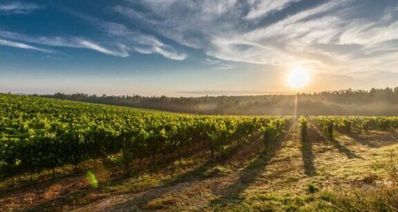 PORTRAIT : Soixante-dix associ&eacute;s pour un hectare de vignes en Champagne