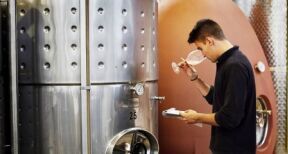 Viticulteurs : une aide pour les activit&eacute;s de vinification apr&egrave;s le gel de 2021