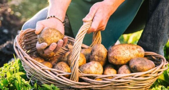 Producteurs de pommes de terre : d&eacute;clarez vos surfaces !
