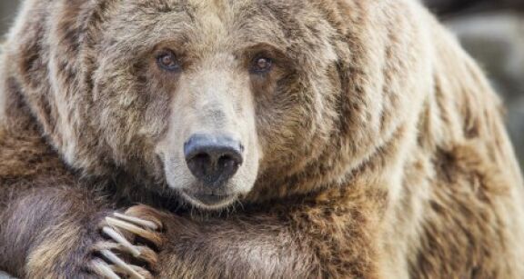 &Eacute;leveurs ovins : les tirs pour effaroucher les ours sont permis